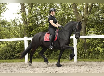 Fries paard, Merrie, 7 Jaar, 163 cm, Zwart