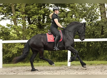 Fries paard, Merrie, 7 Jaar, 163 cm, Zwart