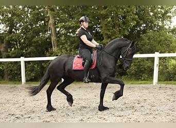 Fries paard, Merrie, 7 Jaar, 163 cm, Zwart