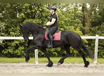 Fries paard, Merrie, 7 Jaar, 163 cm, Zwart