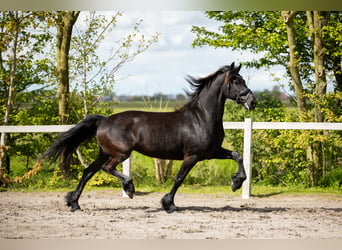 Fries paard, Merrie, 7 Jaar, 163 cm, Zwart