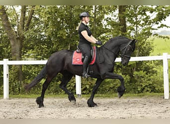 Fries paard, Merrie, 7 Jaar, 163 cm, Zwart