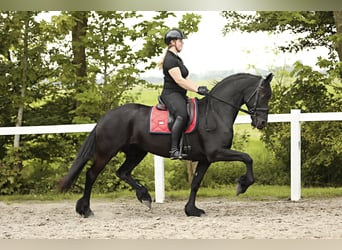 Fries paard, Merrie, 7 Jaar, 163 cm, Zwart