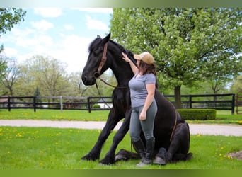 Fries paard, Merrie, 7 Jaar, 163 cm, Zwart