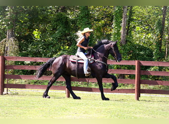 Fries paard, Merrie, 7 Jaar, 163 cm, Zwart