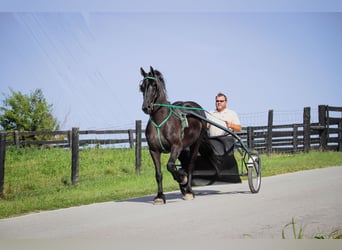 Fries paard, Merrie, 7 Jaar, 163 cm, Zwart