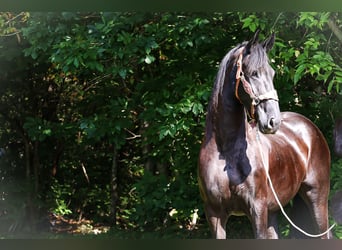 Fries paard, Merrie, 7 Jaar, 163 cm, Zwart