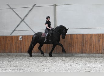 Fries paard, Merrie, 7 Jaar, 165 cm, Zwart