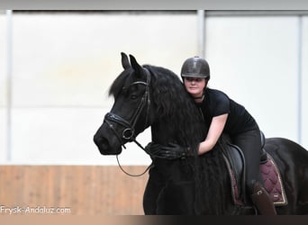 Fries paard, Merrie, 7 Jaar, 165 cm, Zwart
