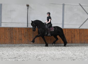 Fries paard, Merrie, 7 Jaar, 165 cm, Zwart