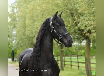 Fries paard, Merrie, 7 Jaar, 165 cm, Zwart