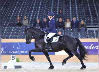 Fries paard, Merrie, 7 Jaar, 165 cm, Zwart