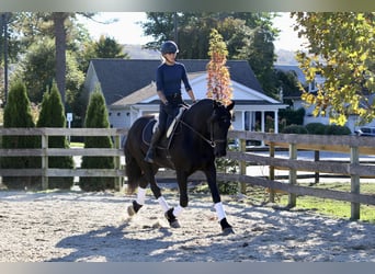 Fries paard Mix, Merrie, 7 Jaar, 165 cm, Zwart