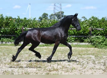 Fries paard, Merrie, 7 Jaar, 165 cm, Zwart