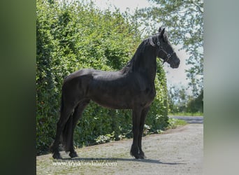 Fries paard, Merrie, 7 Jaar, 165 cm, Zwart