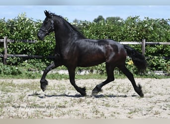 Fries paard, Merrie, 7 Jaar, 165 cm, Zwart