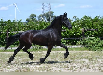 Fries paard, Merrie, 7 Jaar, 165 cm, Zwart