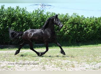 Fries paard, Merrie, 7 Jaar, 165 cm, Zwart