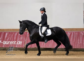 Fries paard, Merrie, 7 Jaar, 165 cm, Zwart