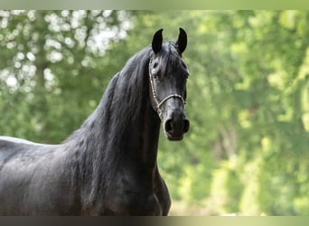 Fries paard, Merrie, 7 Jaar, 167 cm, Zwart