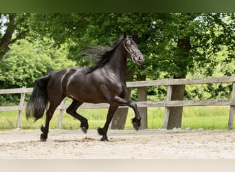 Fries paard, Merrie, 7 Jaar, 167 cm, Zwart