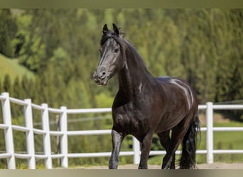 Fries paard, Merrie, 7 Jaar, 167 cm, Zwart