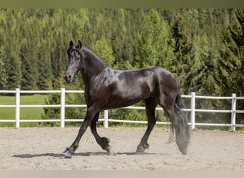 Fries paard, Merrie, 7 Jaar, 167 cm, Zwart