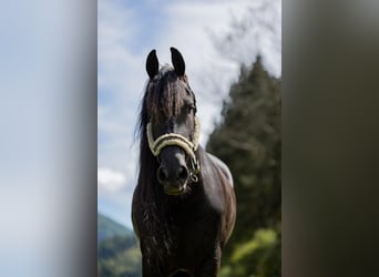 Fries paard, Merrie, 7 Jaar, 167 cm, Zwart
