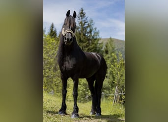 Fries paard, Merrie, 7 Jaar, 167 cm, Zwart