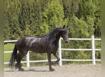 Fries paard, Merrie, 7 Jaar, 167 cm, Zwart