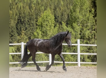 Fries paard, Merrie, 7 Jaar, 167 cm, Zwart