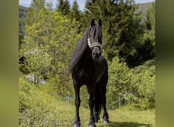 Fries paard, Merrie, 7 Jaar, 167 cm, Zwart