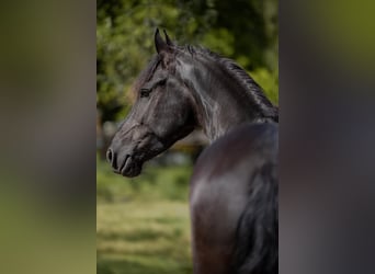 Fries paard, Merrie, 7 Jaar, 167 cm, Zwart