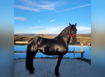 Fries paard, Merrie, 7 Jaar, 167 cm, Zwart