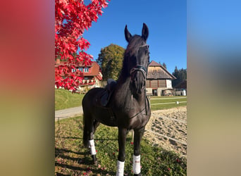 Fries paard, Merrie, 7 Jaar, 168 cm, Zwart