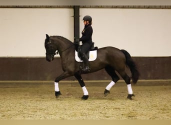 Fries paard, Merrie, 7 Jaar, 168 cm, Zwart