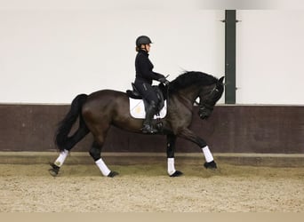 Fries paard, Merrie, 7 Jaar, 168 cm, Zwart