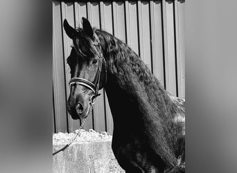 Fries paard, Merrie, 7 Jaar, 169 cm, Zwart