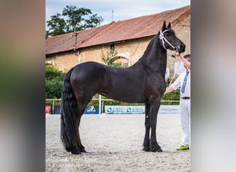 Fries paard, Merrie, 7 Jaar, 170 cm, Zwart