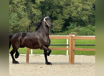 Fries paard, Merrie, 7 Jaar, 174 cm, Zwart