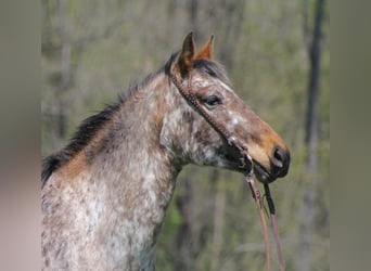 Fries paard, Merrie, 7 Jaar, Roodvos