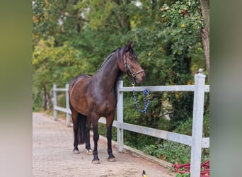 Fries paard Mix, Merrie, 8 Jaar, 156 cm, Brauner