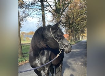 Fries paard Mix, Merrie, 8 Jaar, 157 cm, Zwart