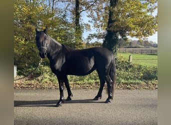 Fries paard Mix, Merrie, 8 Jaar, 157 cm, Zwart