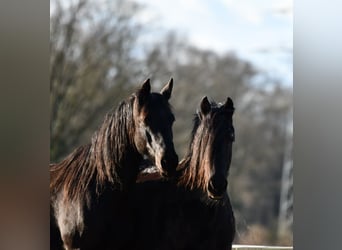 Fries paard Mix, Merrie, 8 Jaar, 157 cm, Zwart