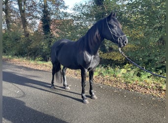 Fries paard Mix, Merrie, 8 Jaar, 157 cm, Zwart