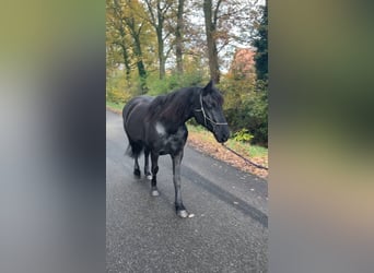 Fries paard Mix, Merrie, 8 Jaar, 157 cm, Zwart