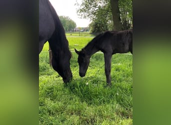 Fries paard Mix, Merrie, 8 Jaar, 157 cm, Zwart