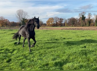 Fries paard Mix, Merrie, 8 Jaar, 157 cm, Zwart