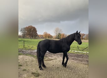 Fries paard Mix, Merrie, 8 Jaar, 157 cm, Zwart